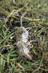 Dead mouse in nature