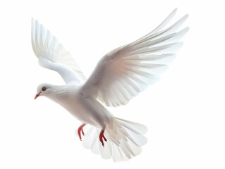 Fototapeta premium A white bird with red feet is flying in the air