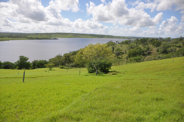 Lush hay plantation under rural blue sky, grass texture and beautiful lake in the background. Beautiful morning light on green grass farm. the lagoon of the Pedra do Cavalo Dam