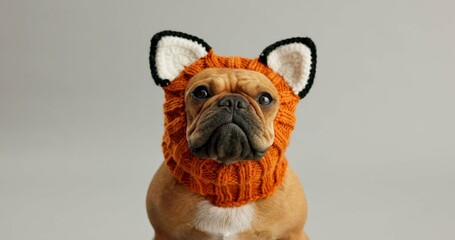 Dog, hat and French Bulldog with winter snood in studio for cute, fashion or winter snood on grey...