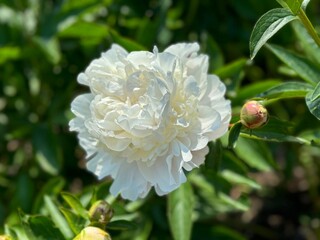 White peony paeonia flower delicate blossom 