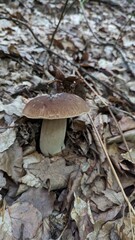 mushrooms in the forest