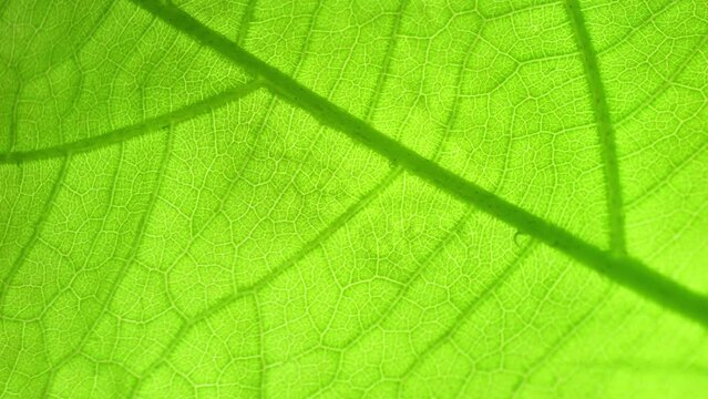 A captivating close-up unveils the hidden world within a leaf. Vibrant green hues pop as delicate veins weave an intricate tapestry, showcasing nature's breathtaking complexity. Green leaf background.