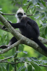 White headed leaf monkey