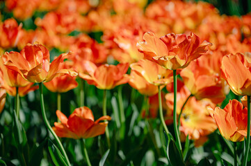 Field of colorful tulips red tulips field many red flowers spring flowers field tulip red tulips yellow tulips pink flowers field