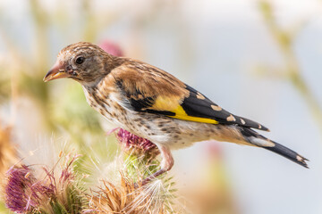 European goldfinch with juvenile plumage, feeding on the seeds of thistles. Carduelis carduelis.
