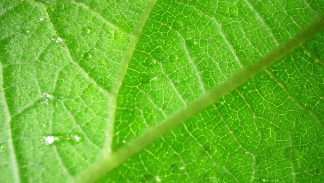 Through a close-up lens, the intricate veins of a green leaf emerge, illuminated by subtle light. Its vibrant hue and delicate patterns intertwine, inviting a closer exploration. Green background.
