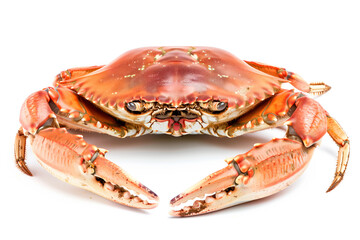 Dungeness Crab isolated on white background