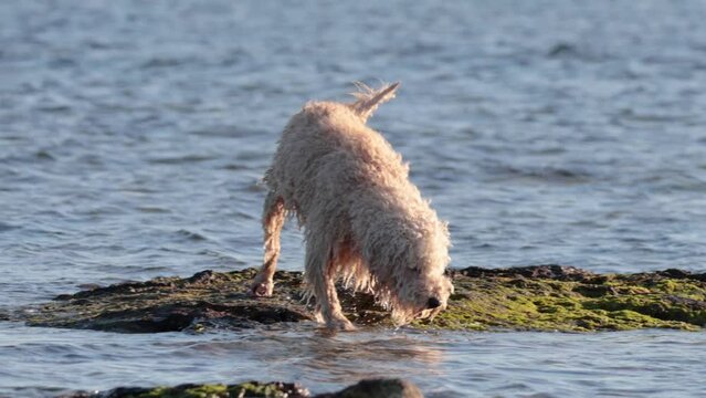 Dog Exploring Brighton Beach Rocks