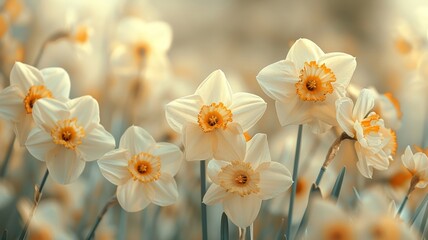 Obraz premium Beautiful closeup of blooming daffodils in spring sunlight