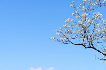Obraz premium Sophora japonica in Northeast China in May