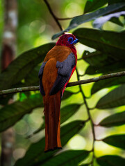 Red-headed Trogon - Rotkopf Feuer Trogon