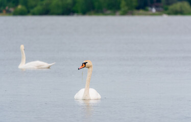 Two Graceful white Swans swimming in the lake, swans in the wild