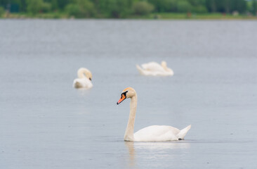 Three graceful white swans swims in the lake, swans in the wild.