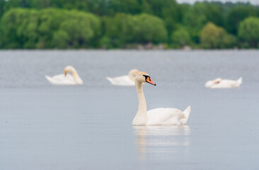 Graceful white Swans swimming in the lake, swans in the wild