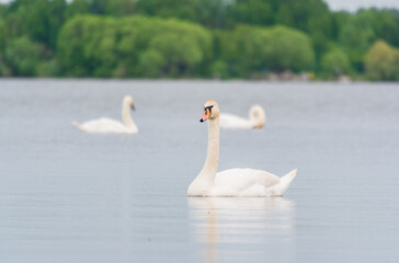 Three graceful white swans swims in the lake, swans in the wild.