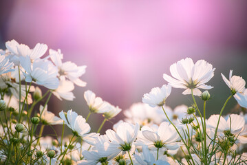 White Pastel flower floral soft nature blossom blurred background. White flowers romance botanical bloom spring season. Soft sunlight petals plant in beautiful garden. Romantic Backdrop template