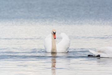 Naklejka premium Graceful white Swan swimming in the lake, swans in the wild. Portrait of a white swan swimming on a lake.