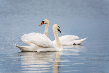 Mating games of a pair of white swans. Swans swimming on the water in nature. Valentine's Day background