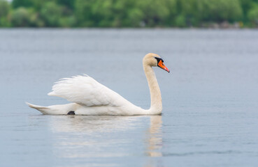 Graceful white Swan swimming in the lake, swans in the wild. Portrait of a white swan swimming on a lake.