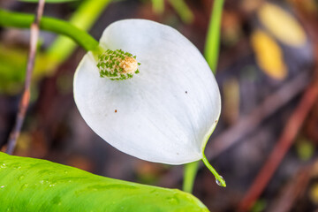 White Calla flower with their typical yellow-orange spadix