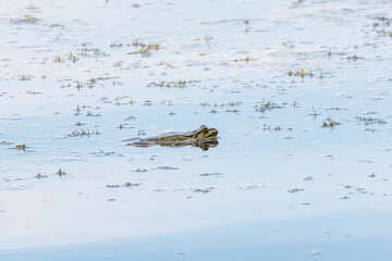 A large green frog sits in the marsh.