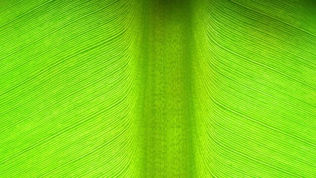 In this close-up, the vibrant green hue of the banana leaf pops, revealing intricate vein patterns. Its smooth texture and linear structures exude natural elegance and complexity. Green background.
