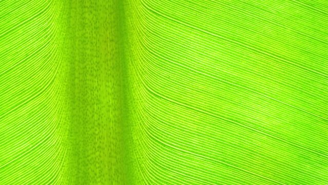 Zoom in, the vibrant green of the banana leaf mesmerizes, unveiling its intricate veins. Every delicate line narrates nature's intricate design, a masterpiece in simplicity. Nature background.
