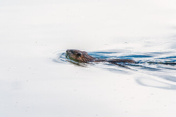 Fototapeta premium Muskrat, Ondatra zibethicuseats swiming at the surface of the lake water.