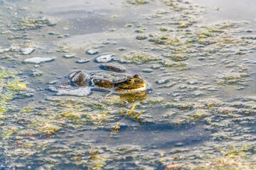 A large green frog sits in the marsh.
