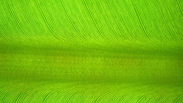 Up close, the vibrant green hues of the banana leaf pop, with intricate vein patterns drawing the eye. Each parallel line enhances the leaf's innate beauty and structure. Green background.
