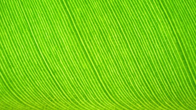 Zoom in, the vibrant green of a banana leaf pops against a backdrop of intricate parallel veins, offering a mesmerizing glimpse into its organic beauty and structural intricacies. Nature background.

