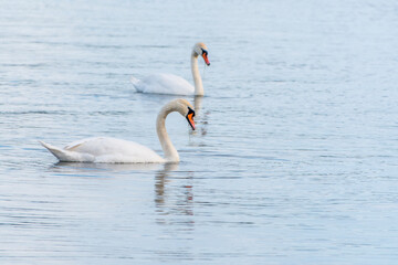 Two Graceful white Swans swimming in the lake, swans in the wild