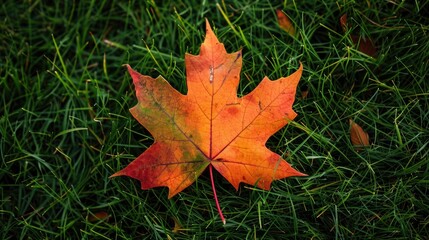 Vibrant maple leaf on the green grass during the fall season