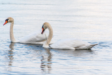 Obraz premium Two Graceful white Swans swimming in the lake, swans in the wild