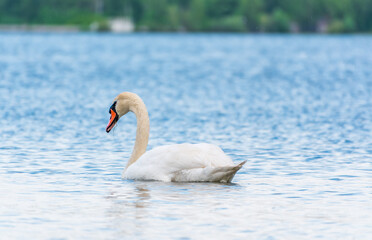 Graceful white Swan swimming in the lake, swans in the wild. Portrait of a white swan swimming on a lake.