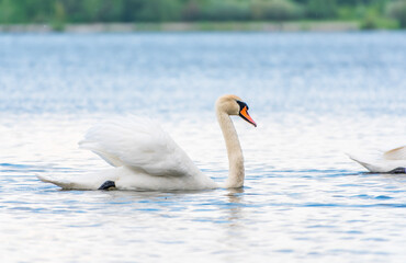 Graceful white Swan swimming in the lake, swans in the wild. Portrait of a white swan swimming on a lake.
