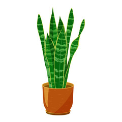 Dracaena plant on a ceramic plant pot. Popular houseplant also called as mother-in-law's tongue