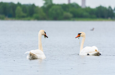 Two Graceful white Swans swimming in the lake, swans in the wild