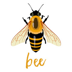 Honey Bee Icon Close Up Isolated on White Background. Queen Honey Bee Design Template, Vector Illustration