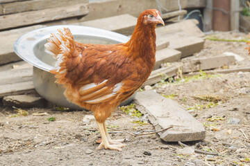 Portrait of a young colorful laying hen