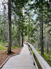 A hike in the forest of The High Coast