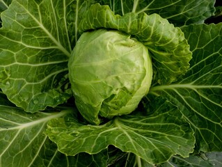 A green head of fresh cabbage with large green leaves. Fresh healthy vegetables grown without chemicals.