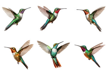 Flying hummingbird set isolated on white or transparent background, png clipart, design element. Easy to place on any other background.