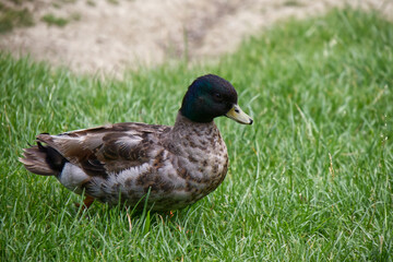 Spot-billed duck, Anas formosa, in the city park. Bologna, Italy.