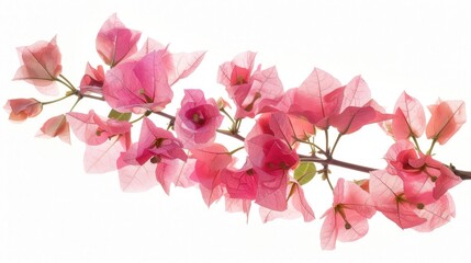 Naklejka premium A pink flower with a white background