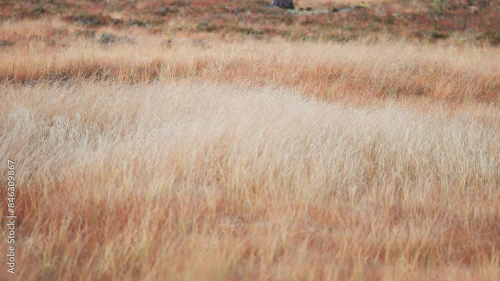 Poster Dry grass sways in the wind. Parallax video.