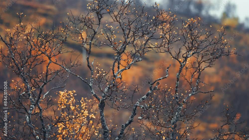 Poster leafles, dark, twisted branches of the birch tree beaded with raindrops. parallax video, bokeh backg
