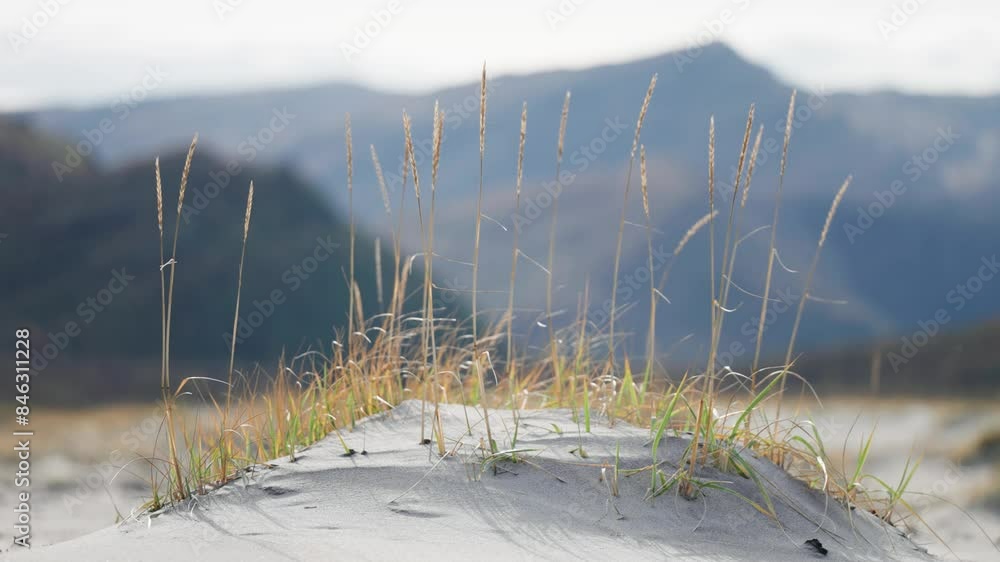 Poster dry ears of grass sway lightly in the soft breeze on the sandy beach. mountains tower in the backgro