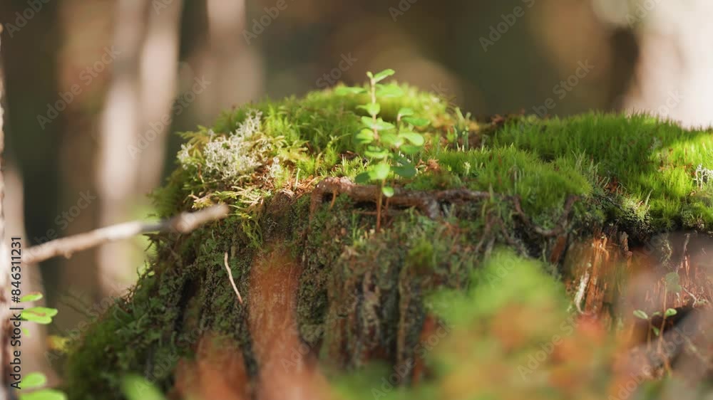 Poster sunlight filters through the forest canopy and shines on the moss-covered tree stump, creating an en